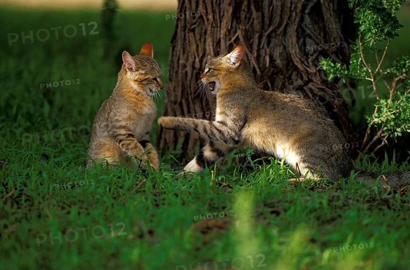 African wild cat