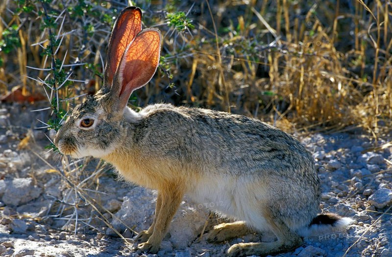Cape Hare