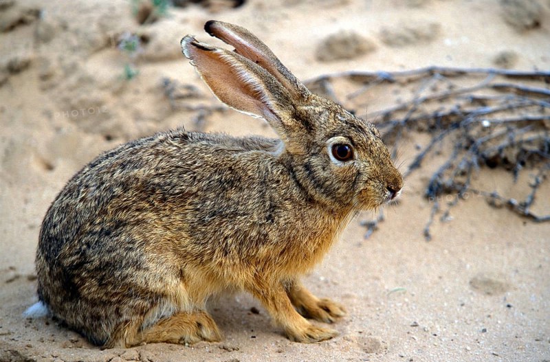 Cape Hare