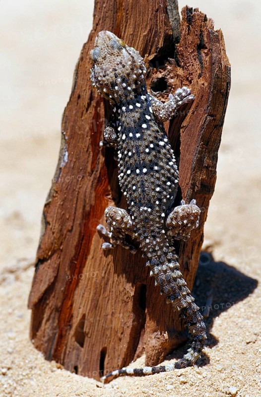 Bibron's Dick-fingered Gecko