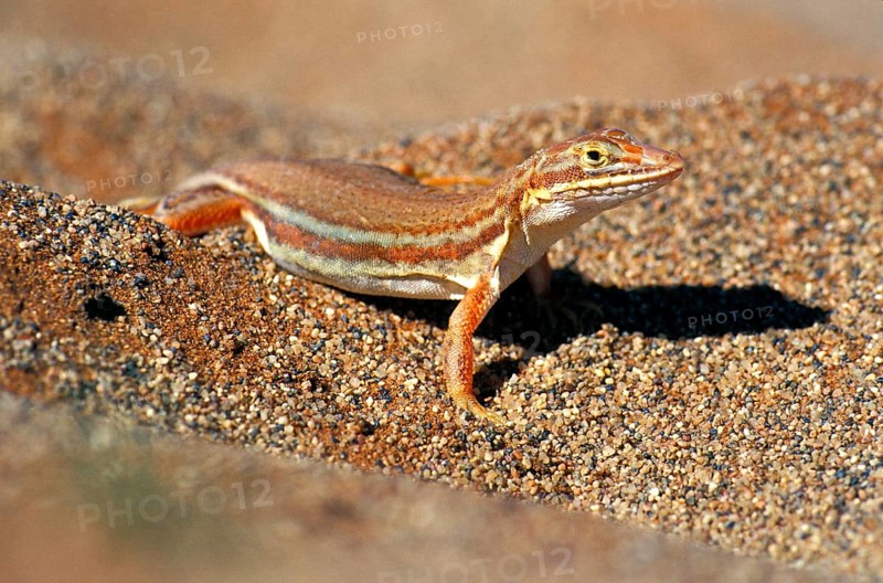 Desert lizard