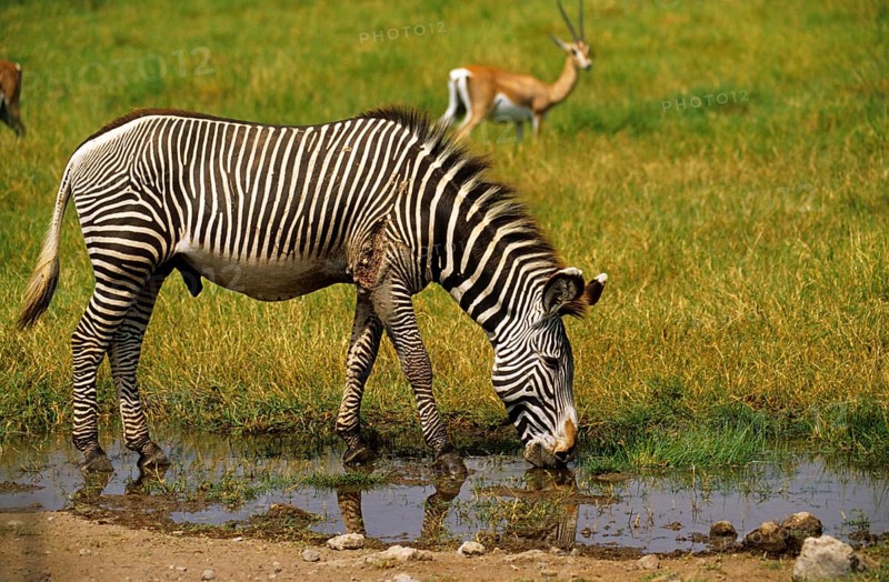 Burchell's zebra