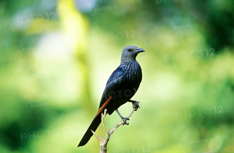 Pale-winged Starling