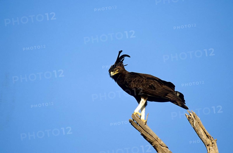 Long Crested Eagle