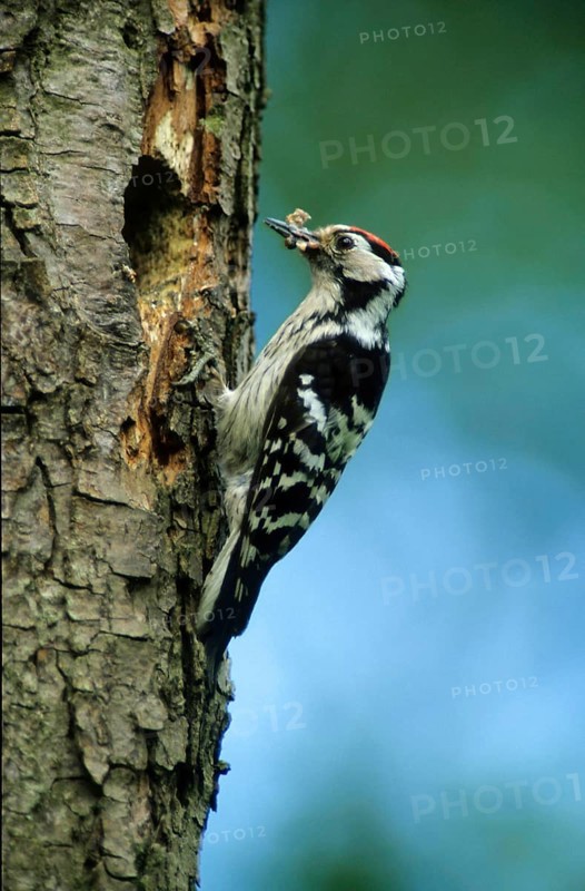 Lesser Spotted Woodpecker