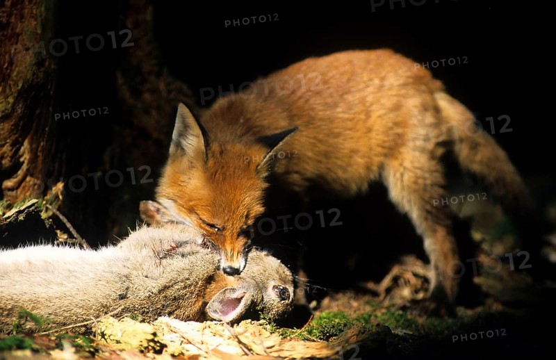 Red fox with captured rabbit