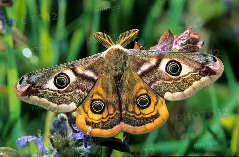 Emperor moth
