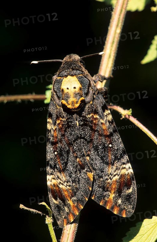 Death's-head hawk moth