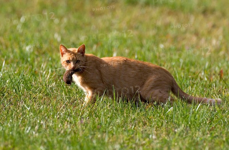 House cat with captured mouse