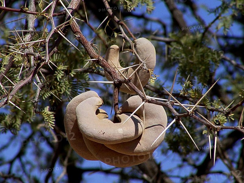 Camelthorn