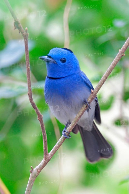Black-naped monarch