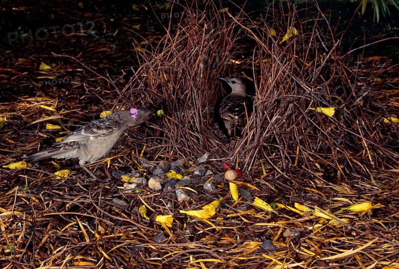 Great bowerbird