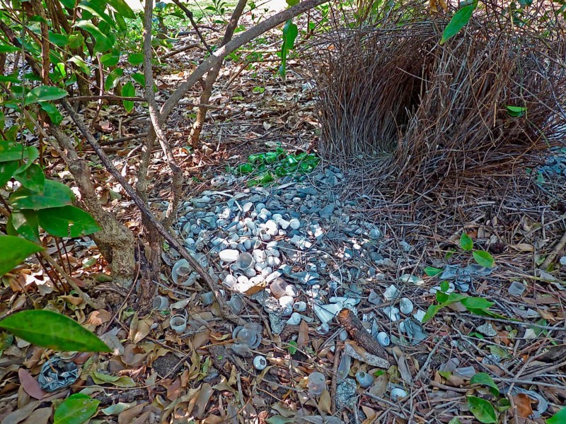 Great bowerbird
