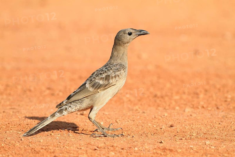 Great bowerbird