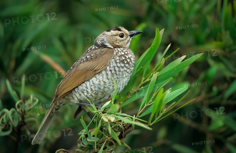 Yellow-naped Bowerbird