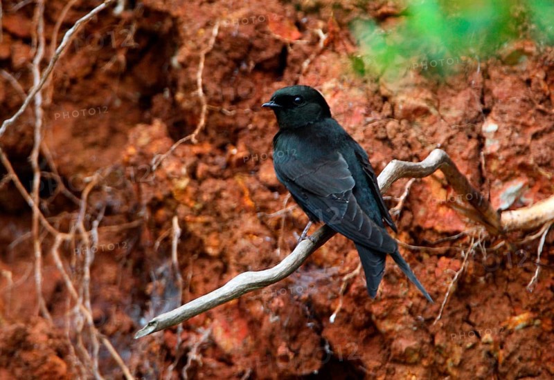 Black Saw-wing