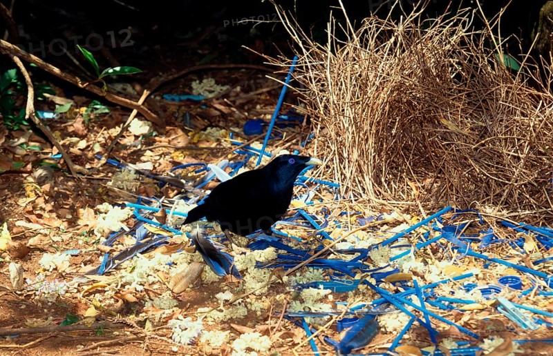 Silk Bowerbird