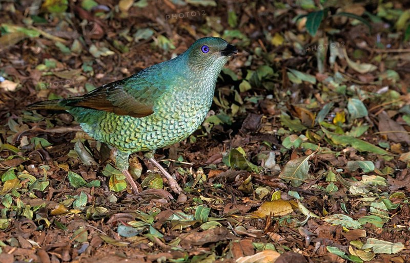 Satin bowerbird