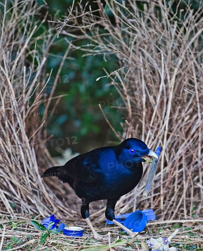 Silk Bowerbird