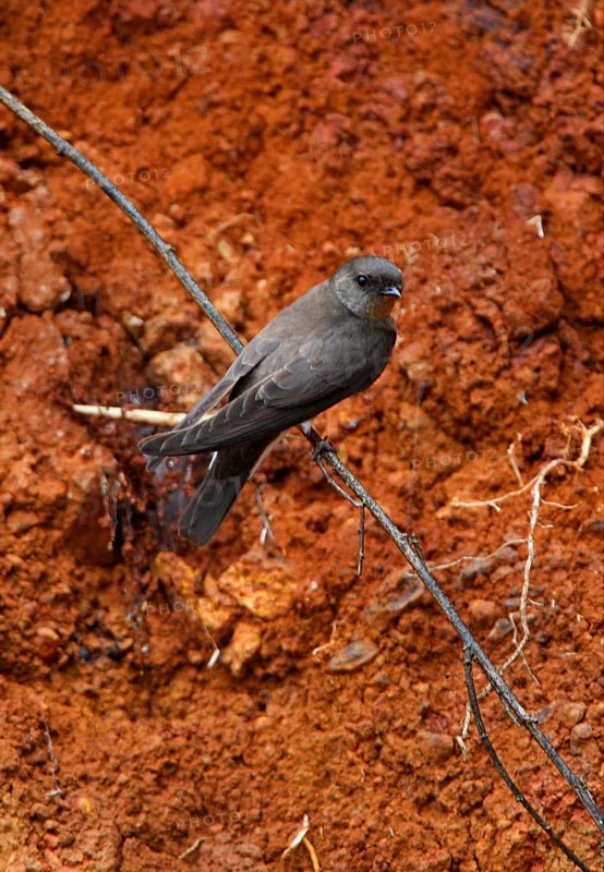 Plain Martin