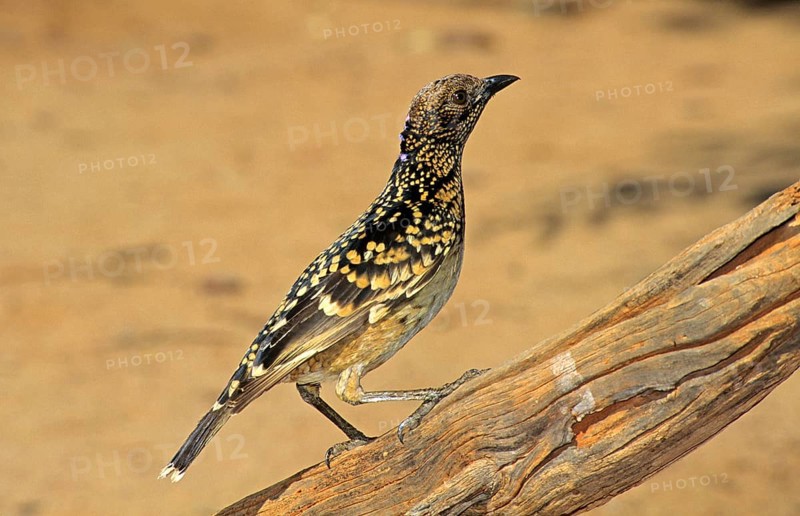 Western bowerbird