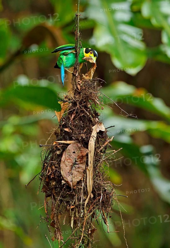 Long-tailed Broadbill