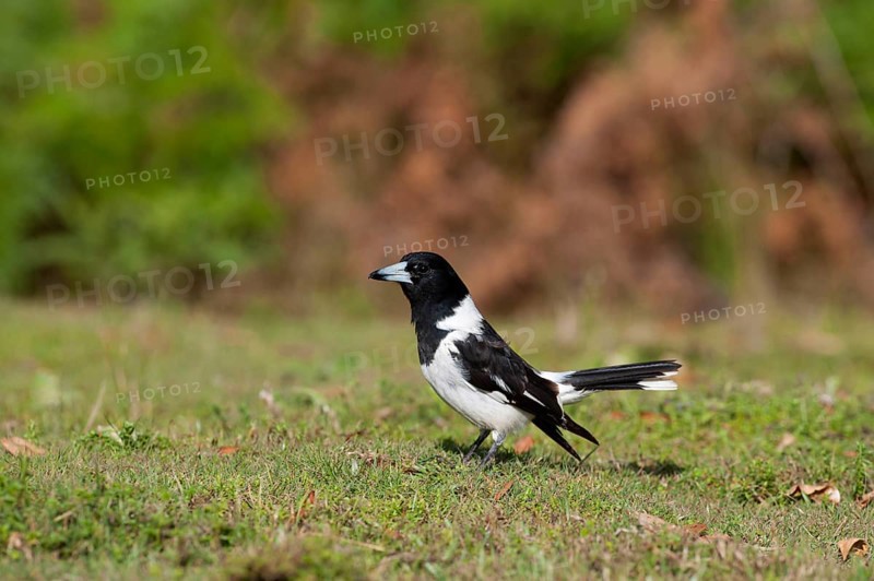 Black-throated Shrike Crow