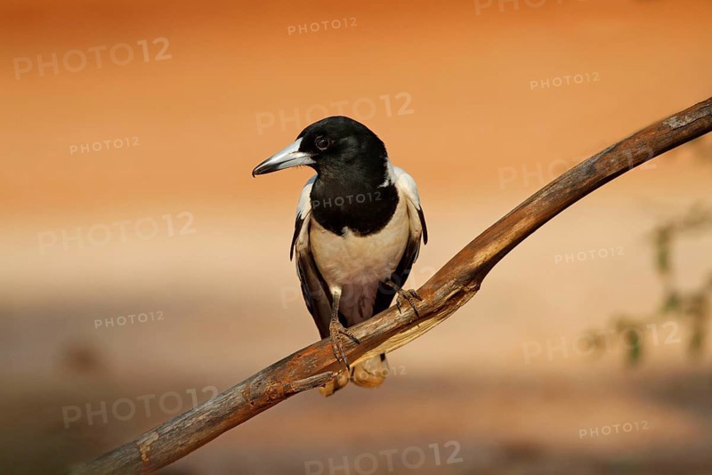 Black-throated Shrike Crow