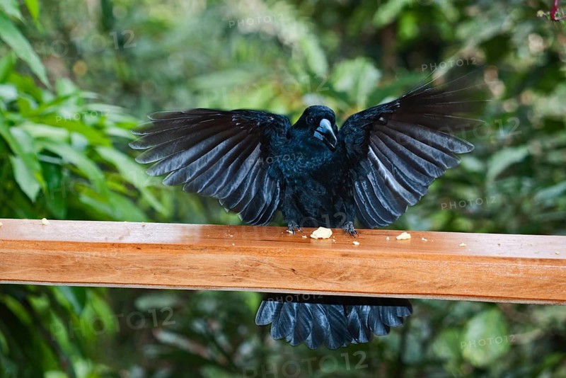 Mangrove Butcherbird