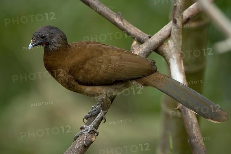 Grey-headed Chachalaca
