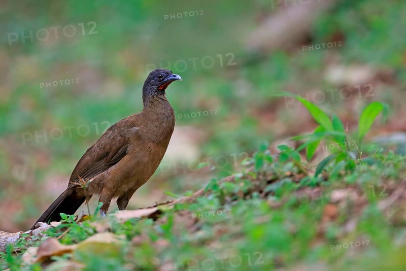Rufous-vented Chachalaca