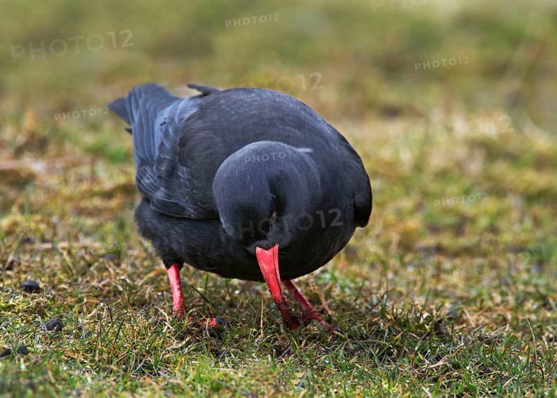 Red-billed Chough