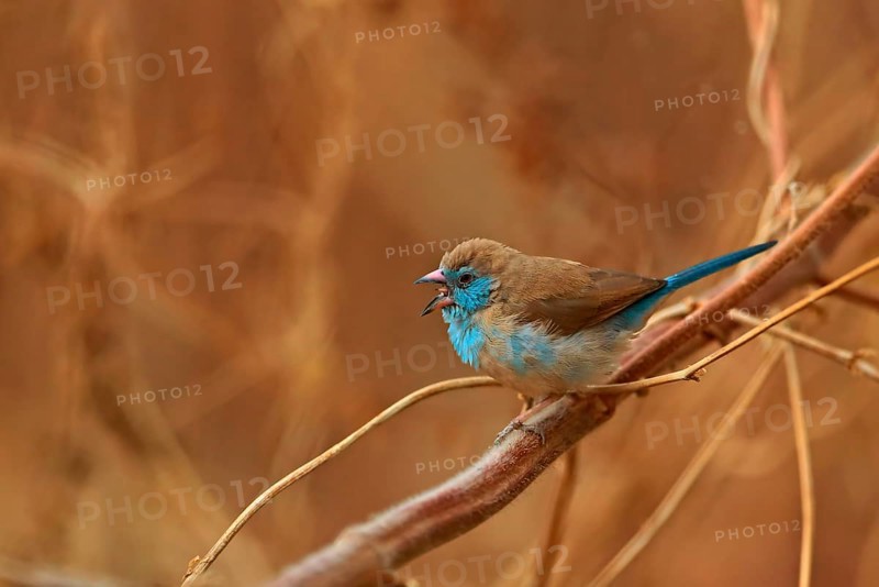 Red-cheeked Cordon-bleu