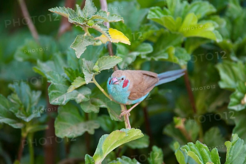 Red-cheeked Cordon-bleu