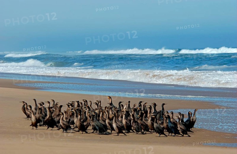 Cape Cormorant