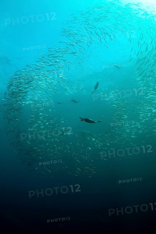 Shoal of cape cormorant