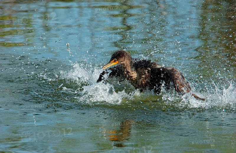Double-crested Cormorant