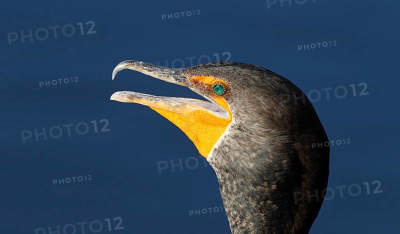 Double-crested cormorant