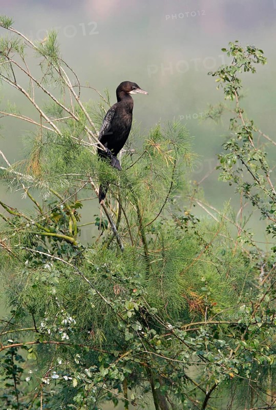 Little Cormorant