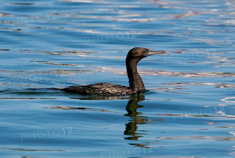 Little Black Cormorant