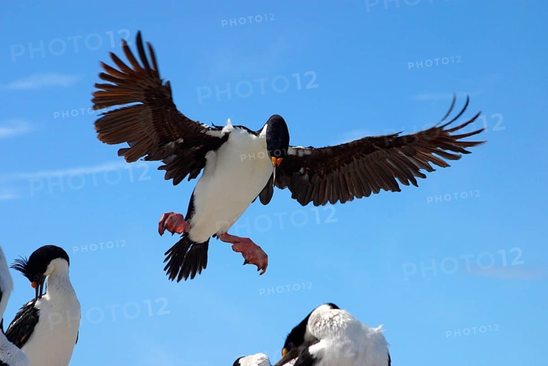 Imperial shag