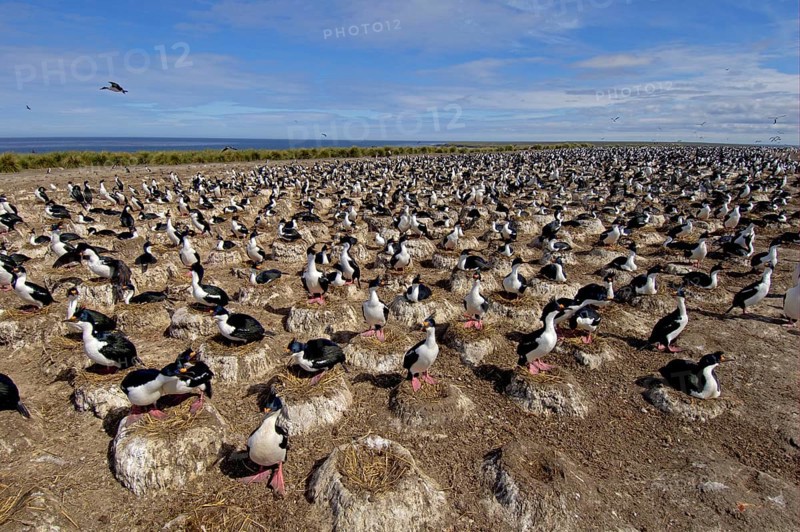 Imperial shag