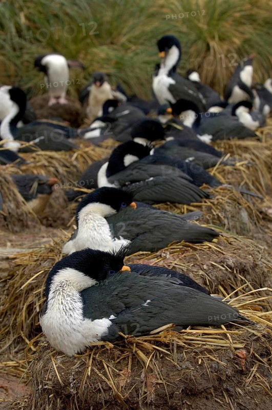 Imperial shag