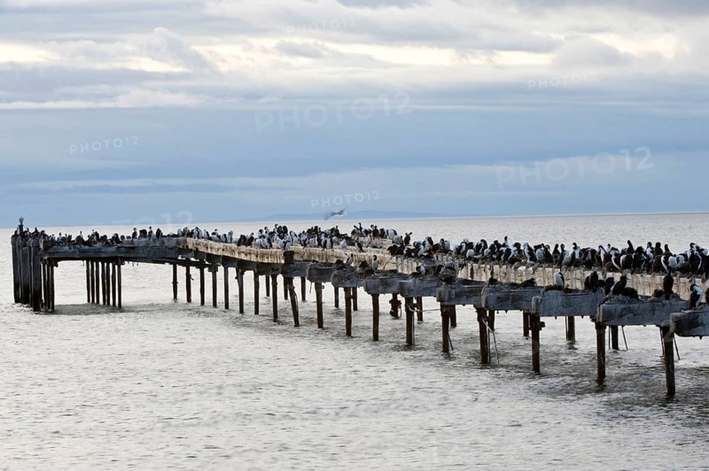 Imperial imperial shag