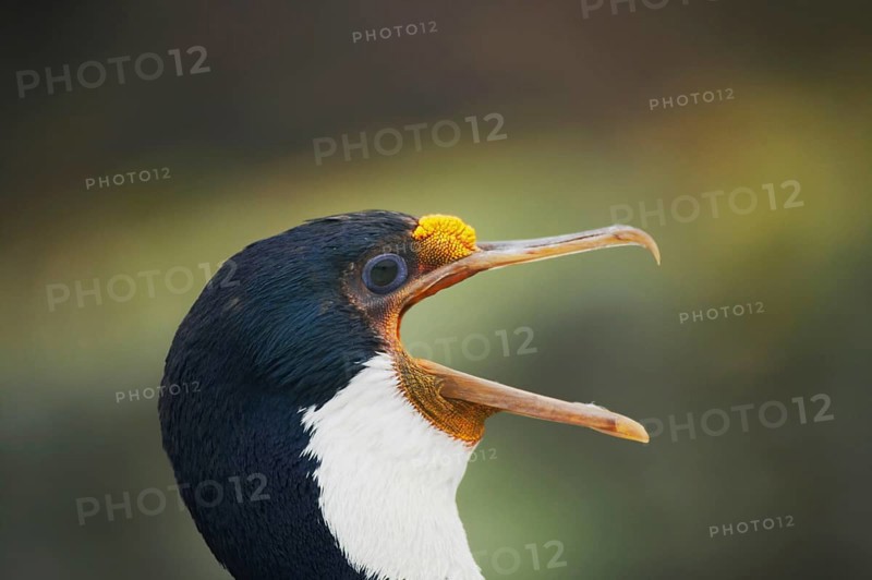 Blue-eyed cormorant