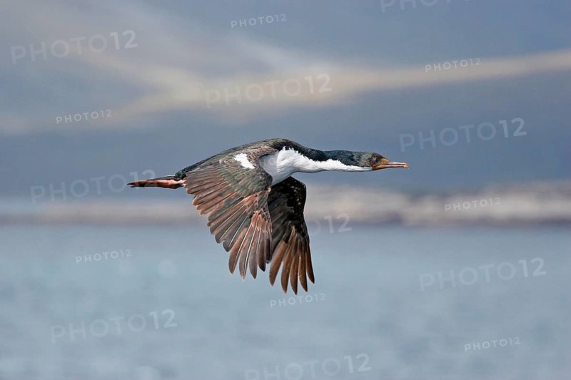 Blue-eyed cormorant