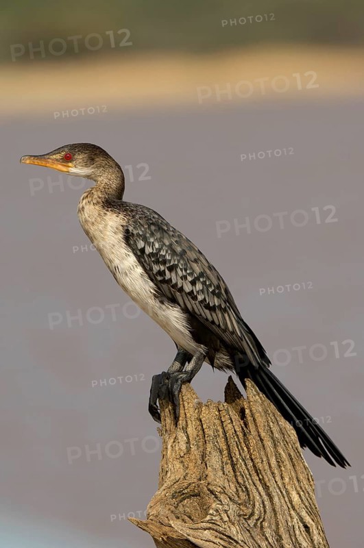 Long-tailed cormorants