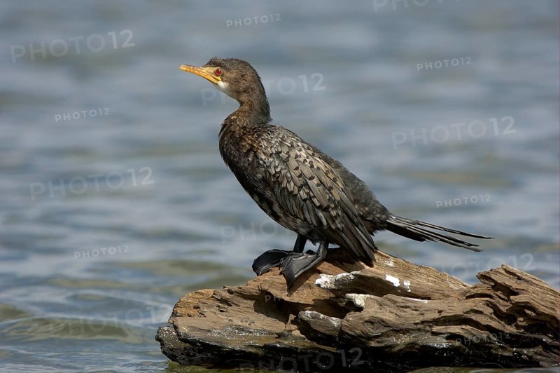 Long-tailed cormorants
