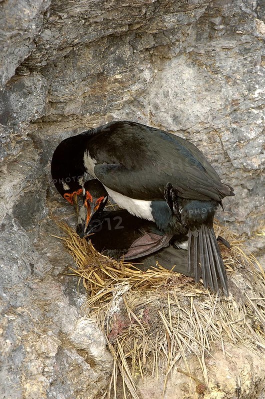 Rock shag