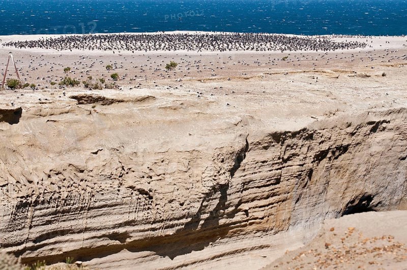 Rock shag